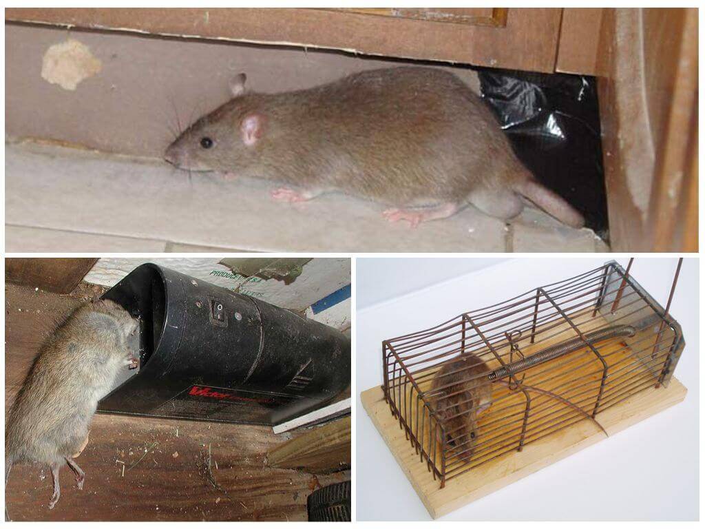 Как избавиться от крыс в курятнике эффективно и навсегда