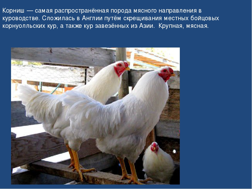 Сульмталер - мясо-яичная порода кур. Описание, содержание, разведение, кормление и инкубация