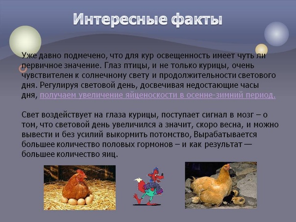 Как видят курицы: какое у них зрение и различают ли куры цвета