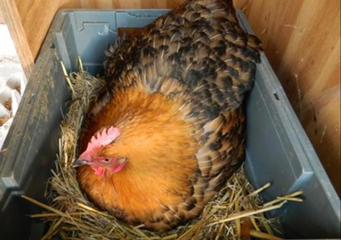 Курица вывела цыплят: что делать дальше, чем кормить птенцов, как за ними ухаживать, когда отсаживать наседку?