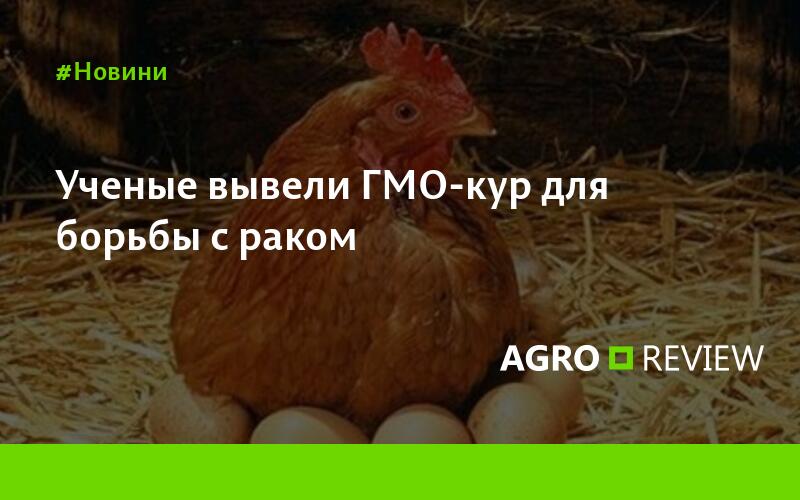 Курица умнее человека – сенсационные исследования ученых