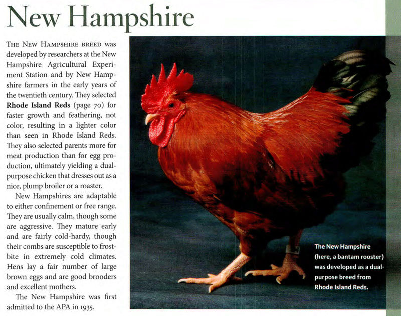 Нью-Гемпшир - мясо-яичная порода кур. Характеристики, разведение, особенности содержания и кормления