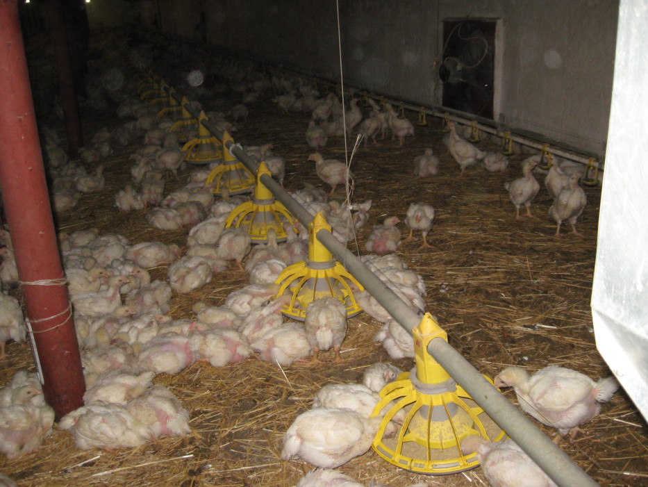 Выращивание бройлерных цыплят на мясо