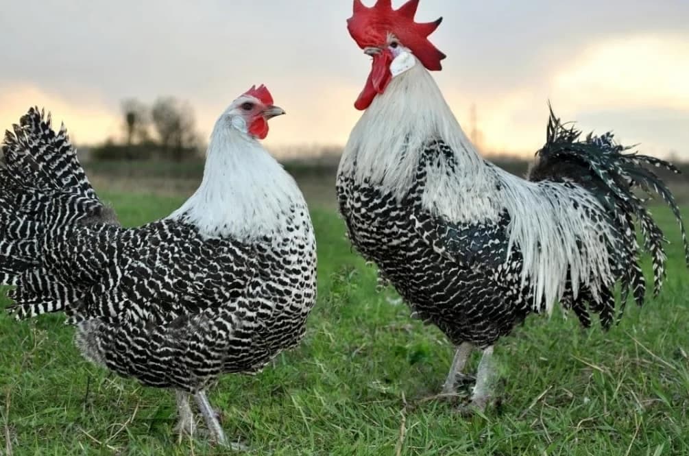 Брекель Серебристый - яичная порода кур. Характеристики, особенности разведения и выращивания, кормление