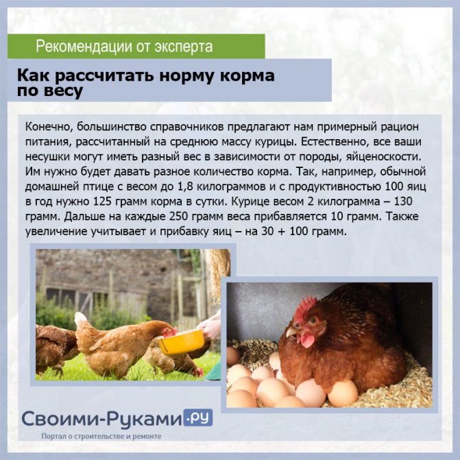 Чем и как кормить цыплят с первых дней жизни в домашних условиях