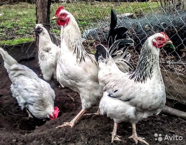 Любимая порода кур отечественных птицеводов – Адлерская серебристая