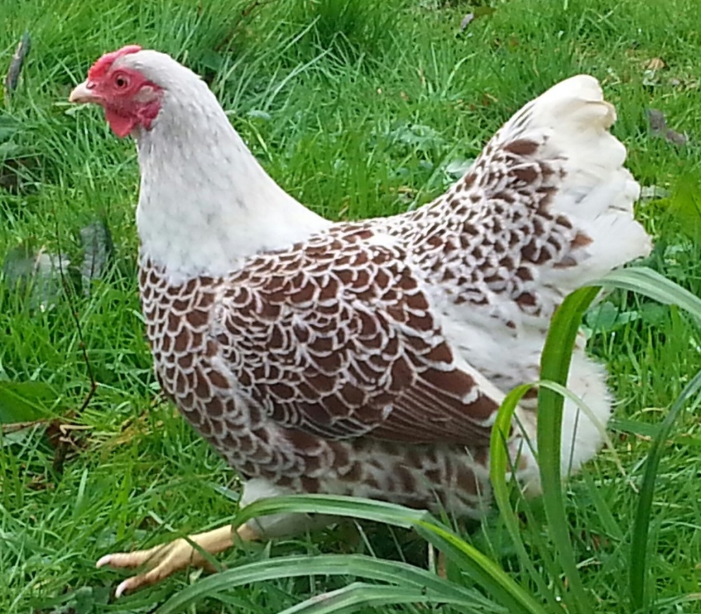 Чешская золотистая - яичная порода кур. Описание, характеристики, содержание и уход, кормление