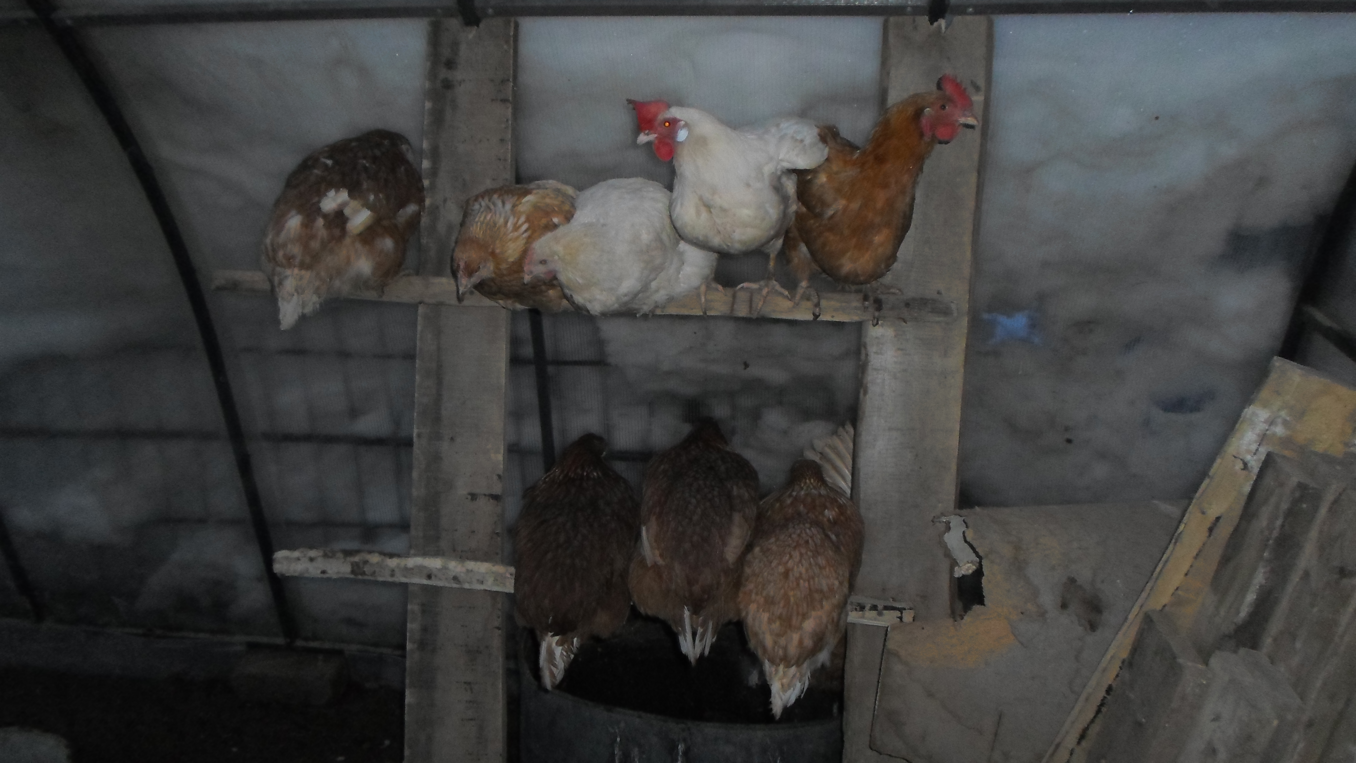 Как подселить новых цыплят в стадо без драмы?