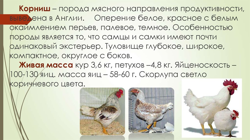 Кроссы кур: что это такое? Птицы яичного и мясного направления, их характеристика и продуктивность