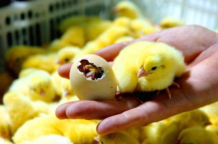Как вырастить цыпленка из яйца в домашних условиях без инкубатора? Советы для начинающих, уход и кормление