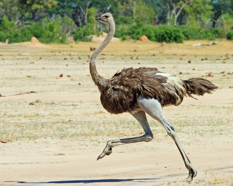 Какая может быть скорость страуса в опасности и спокойствии