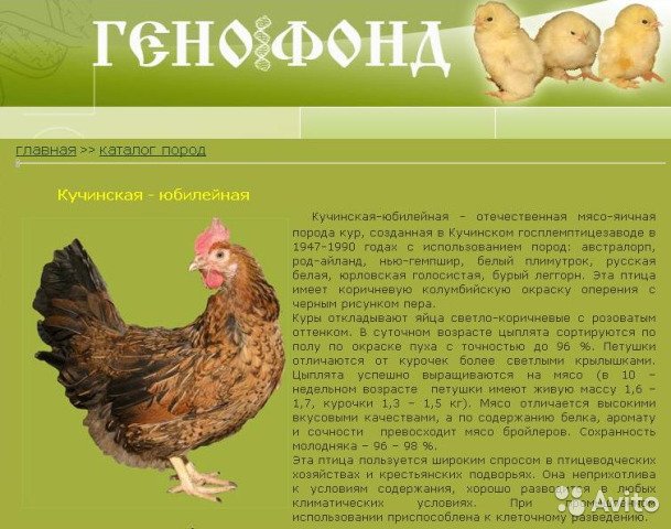 ТОП-5 пород кур для детей (в качестве домашних питомцев)