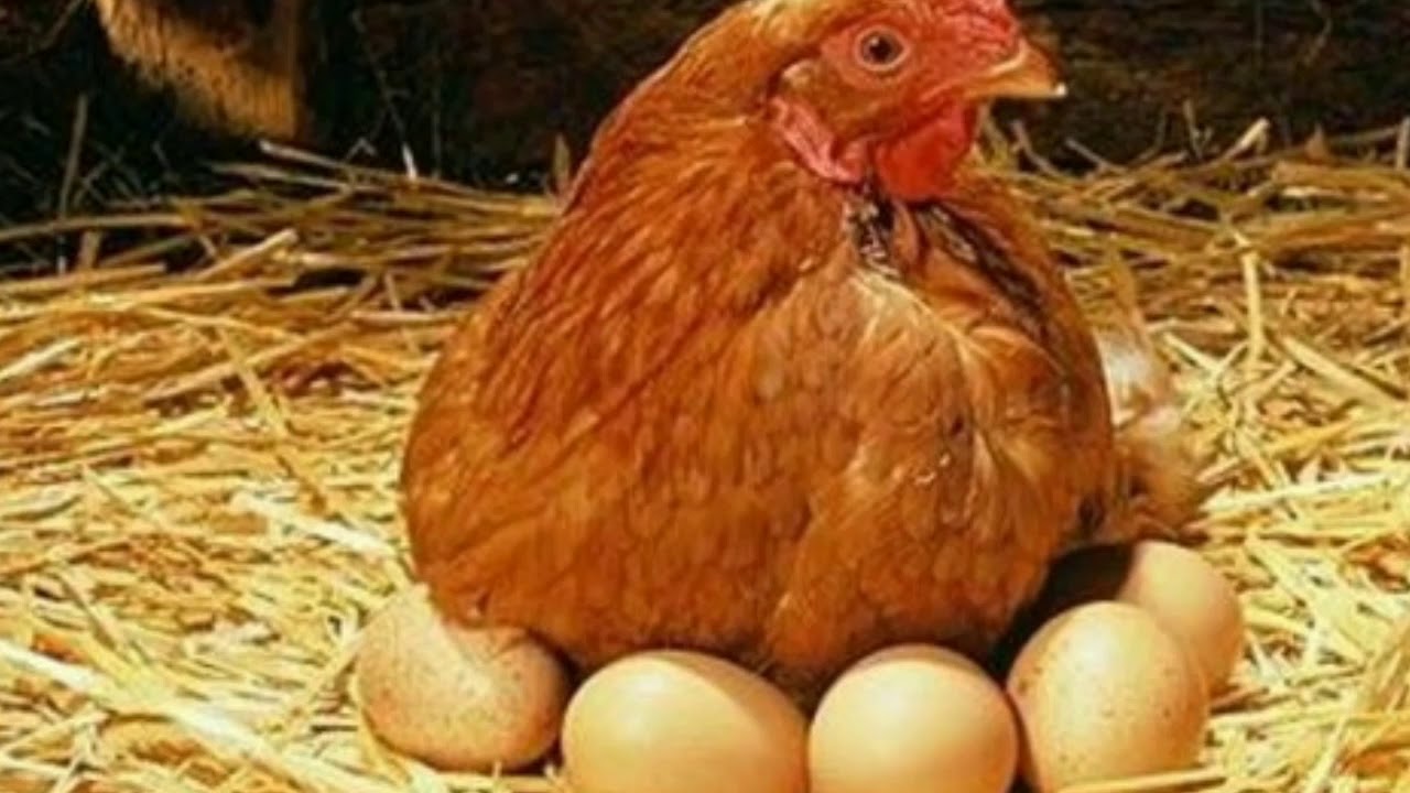 Мужчина-наседка – молодой француз высиживает яйца кур