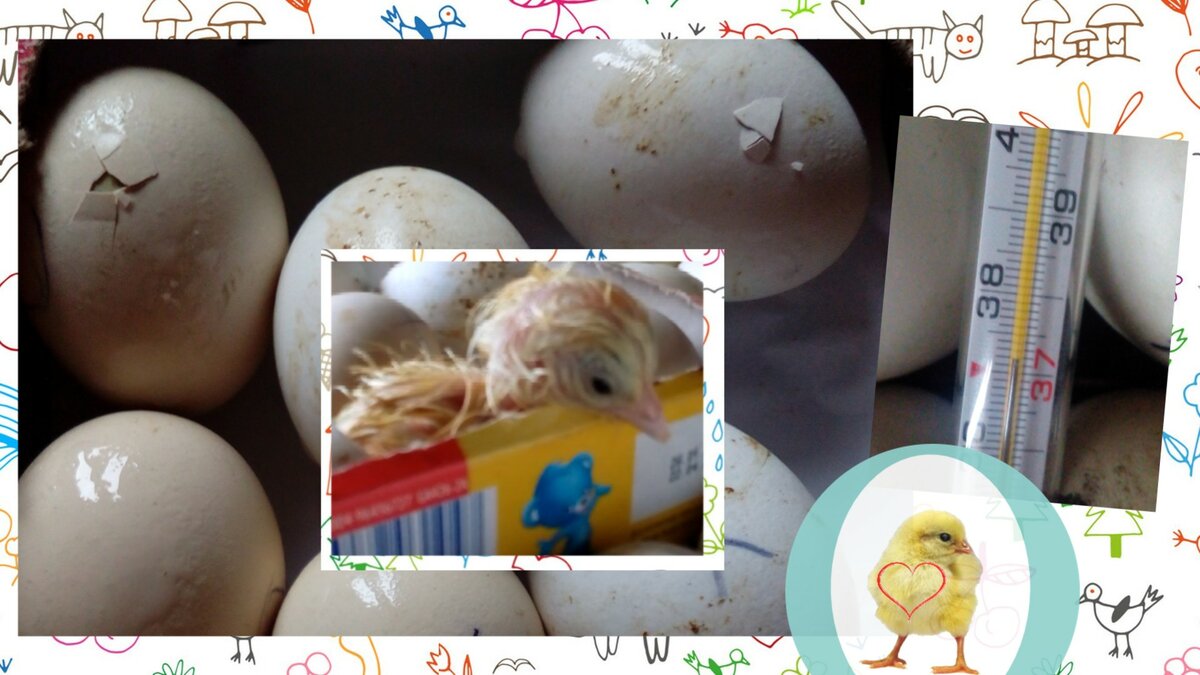 как сделать чтобы из яйца вылупился цыпленок майнкрафт #13