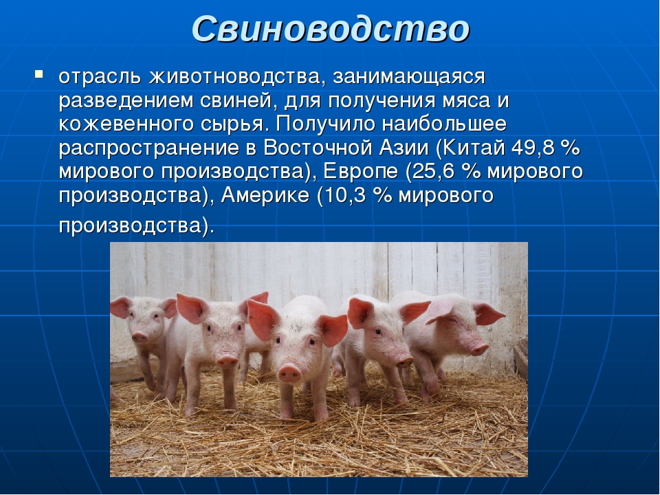Галан - мясо-яичная порода кур. Описание, выращивание, кормление и инкубация