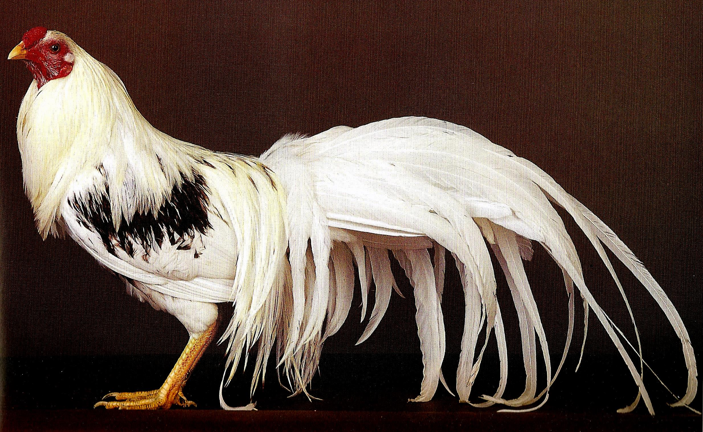 Йокогама порода кур – описание, фото и видео