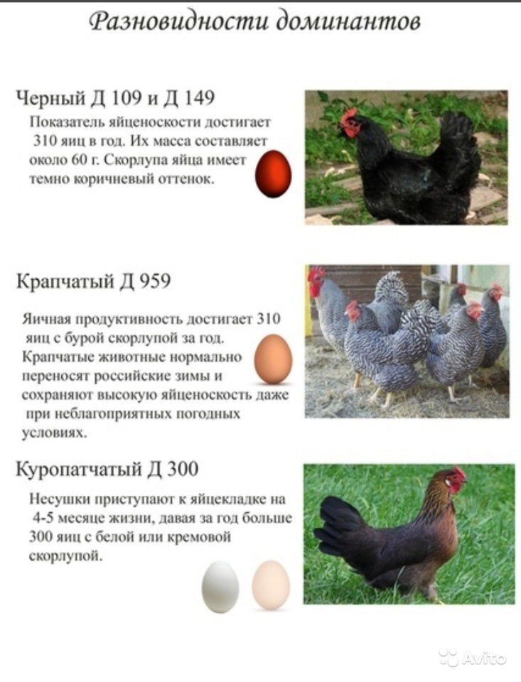 Доминанты порода яйца