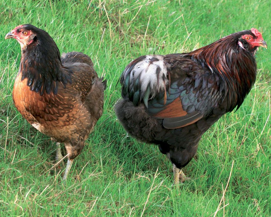 Амераукана - мясо-яичная порода кур. Описание, основные характеристики, особенности разведения и содержания, кормление