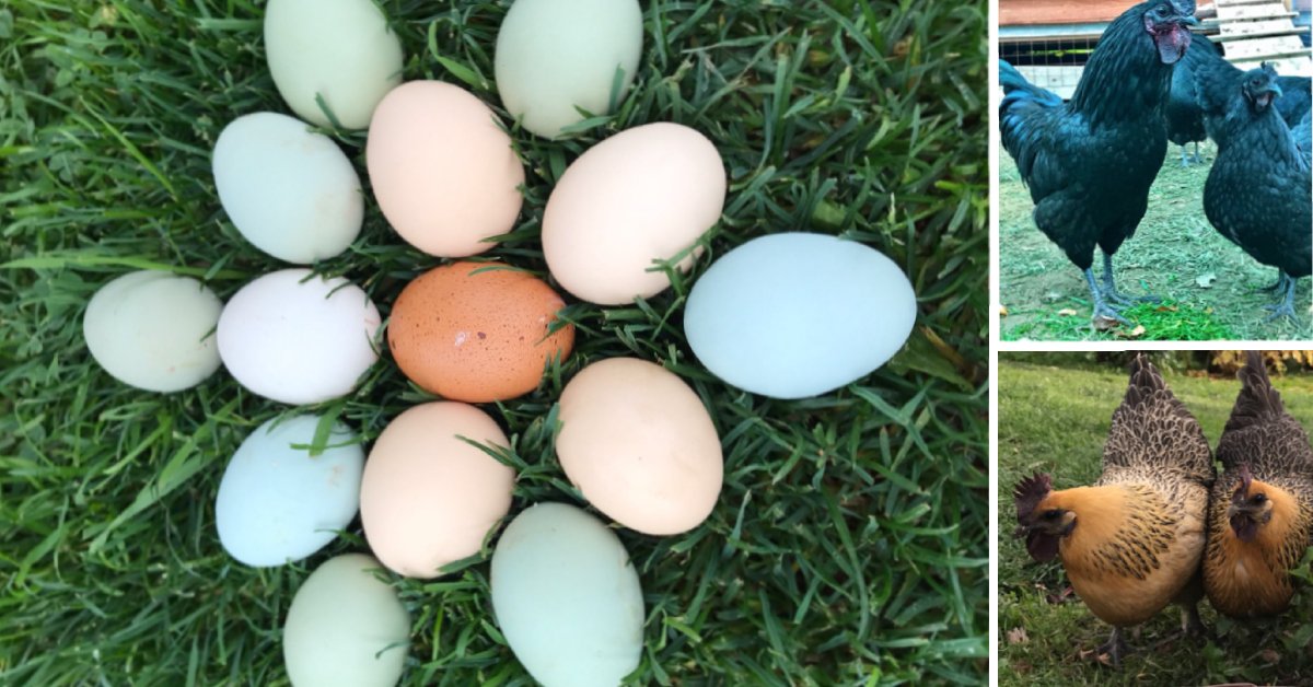 Какие куры несут голубые и зеленые яйца? Породы, их описание, содержание и кормление