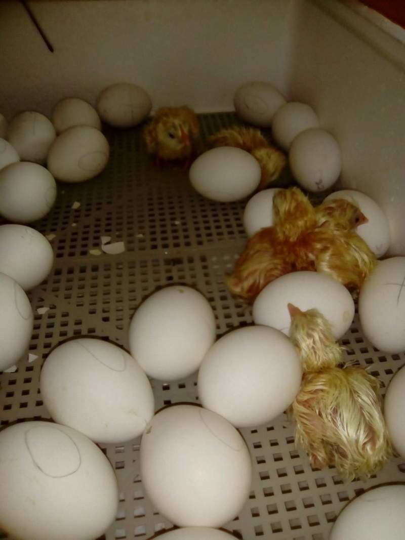 Почему цыплята не вылупились на 21 день в инкубаторе: что делать?