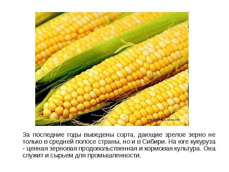 Как давать кукурузу курам-несушкам и какой сорт полезнее?