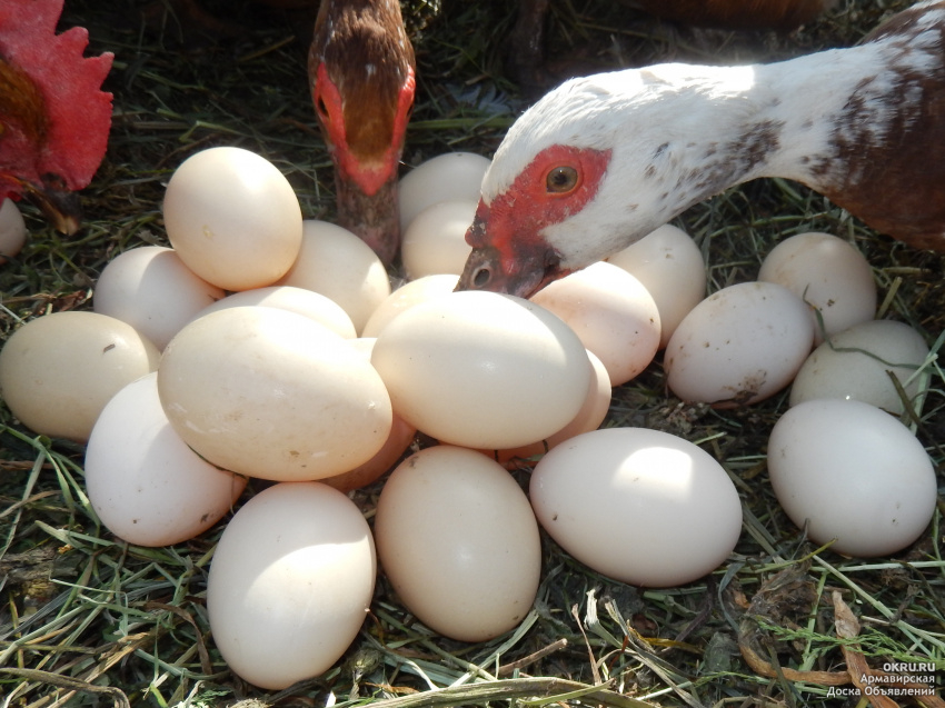 Какие яйца можно подкладывать под индоутку