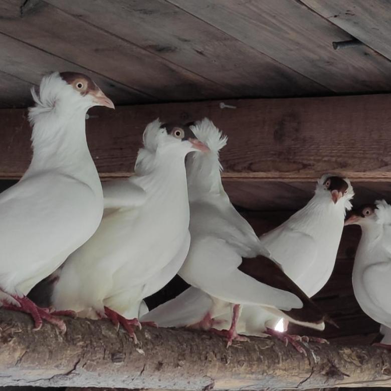 Немецкие голуби монахи: описание породы и происхождение