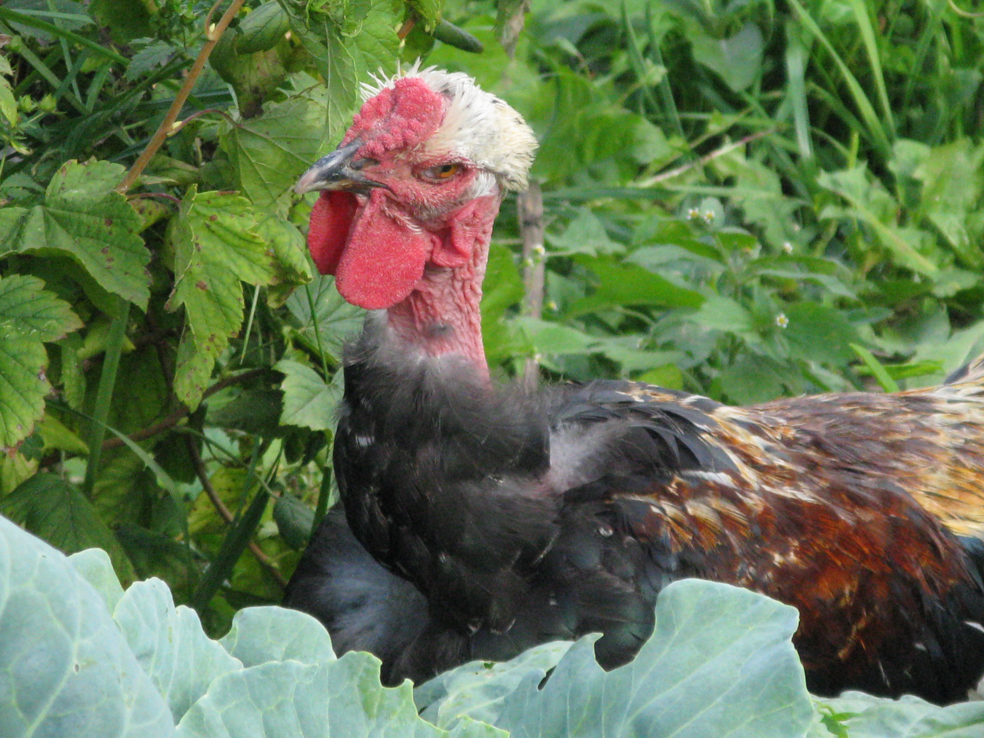 Голошейная - мясо-яичная порода кур. Описание, характеристики, разведение, кормление и инкубация
