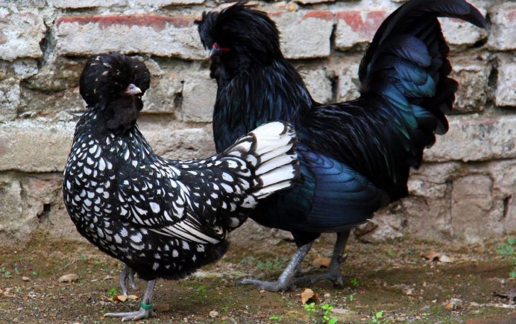 Кадакнат порода кур – описание с фото и видео