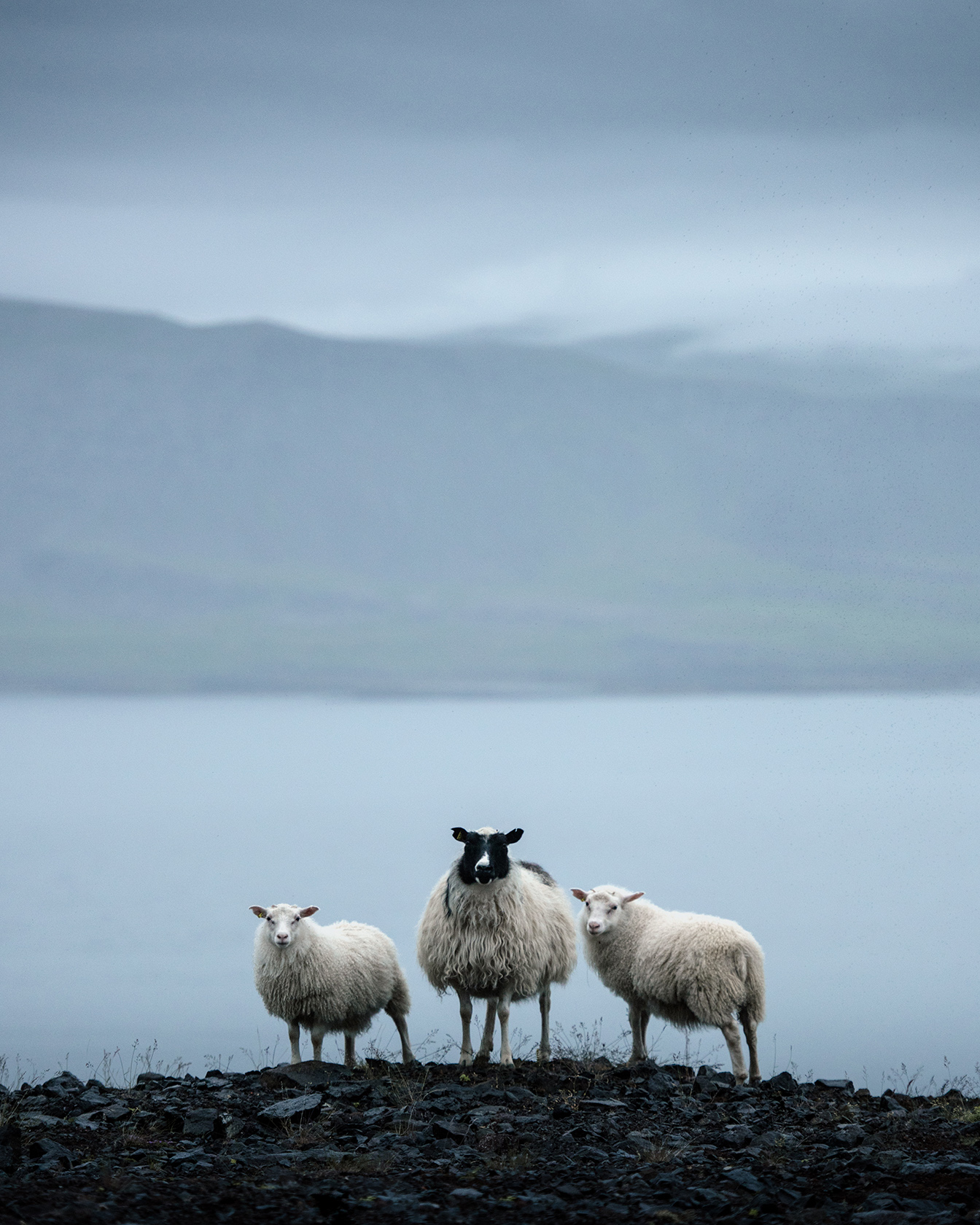 Исландский ландрас - мясо-яичная порода кур. Описание, характеристики, разведение и уход, кормление, инкубация