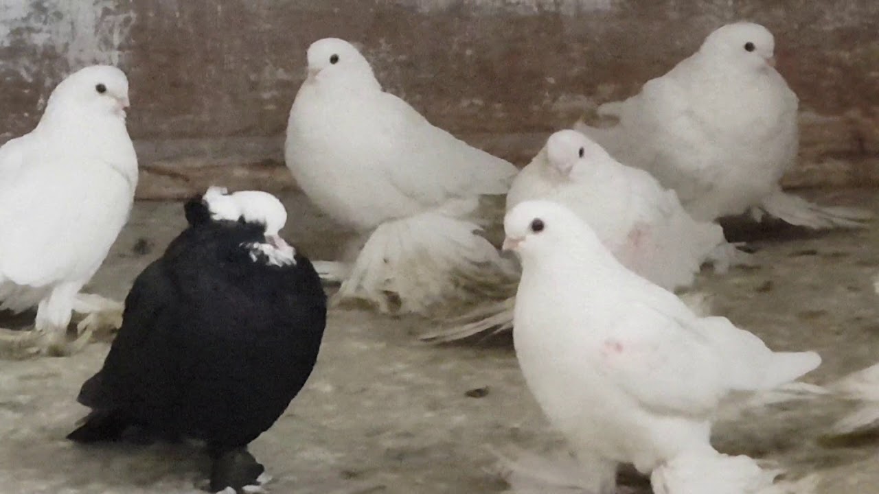 Моздокская бойная порода голубей – летные характеристики и особенности