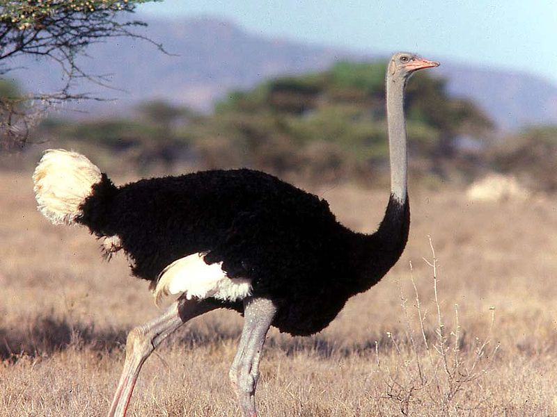 Сколько весит взрослый страус