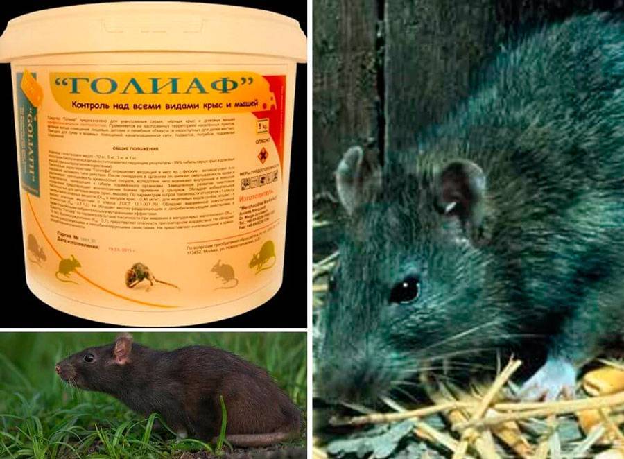 Как избавиться от крыс в курятнике навсегда и без вреда для кур? Ловушки, народные средства и другие методы