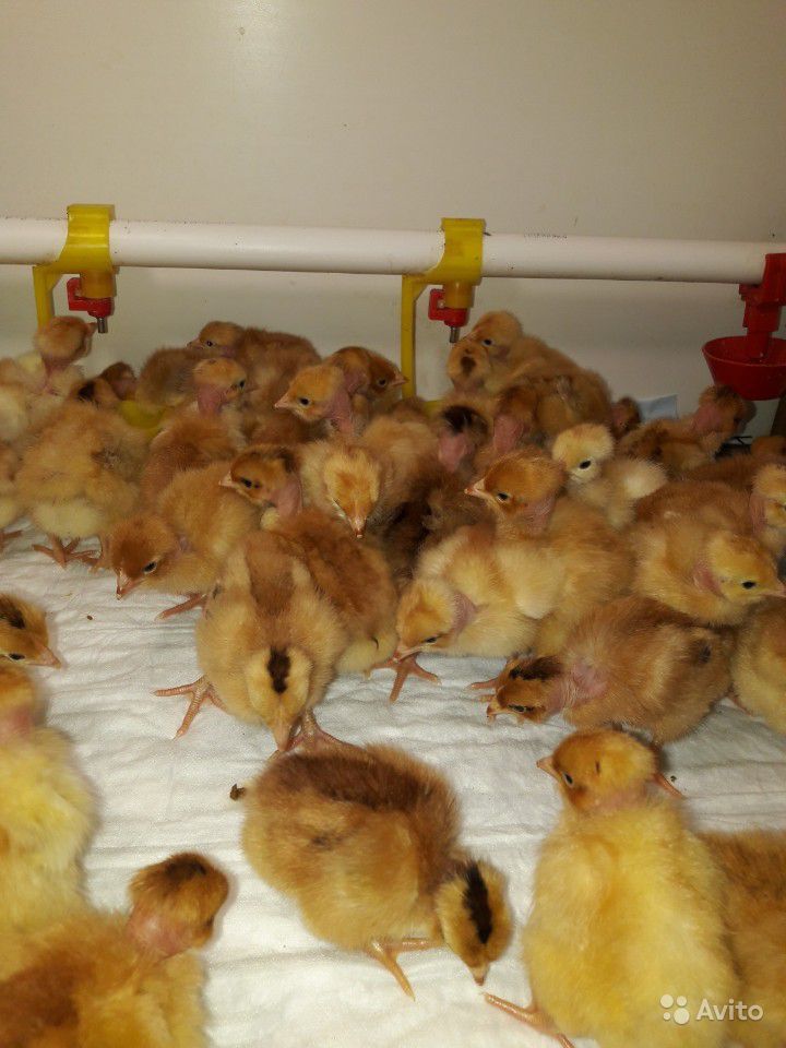 Выгодно ли разводить цыплят на продажу или для себя, покупая их каждый сезон?