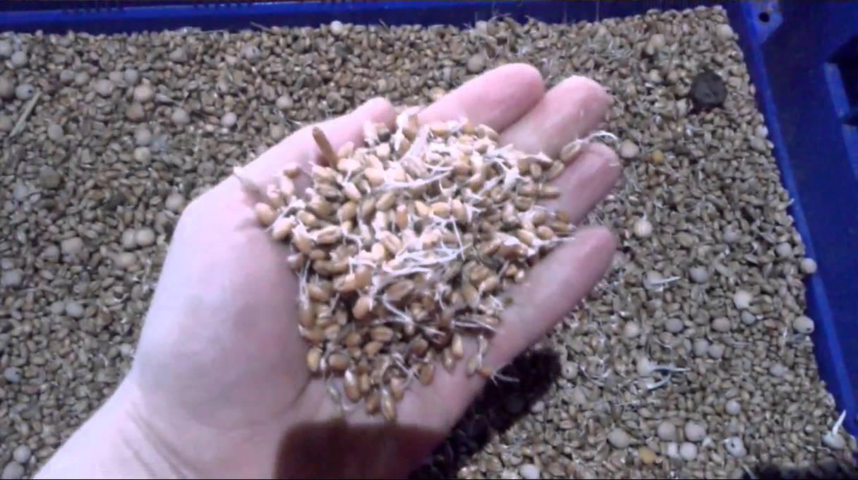Пшеница и ячмень для кур несушек: как прорастить, запарить зерно, как правильно давать