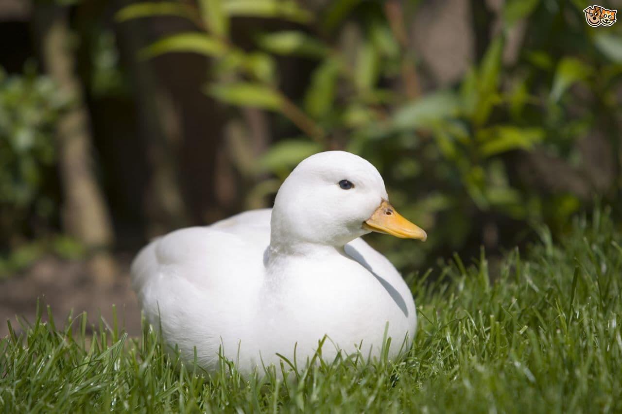 Белая карликовая утка — описание декоративных качеств и условий содержания