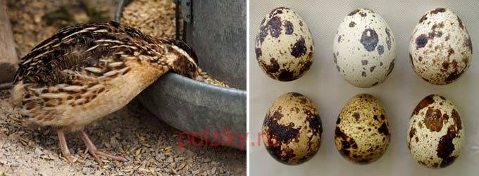 Причины, почему перепелки перестали нести яйца, что делать в такой ситуации