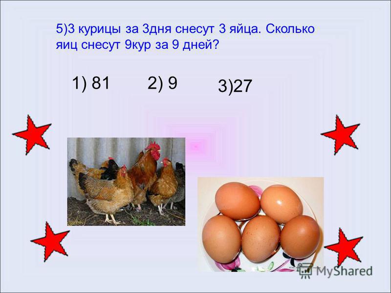 Сколько яиц несет курица в день и как улучшить результаты