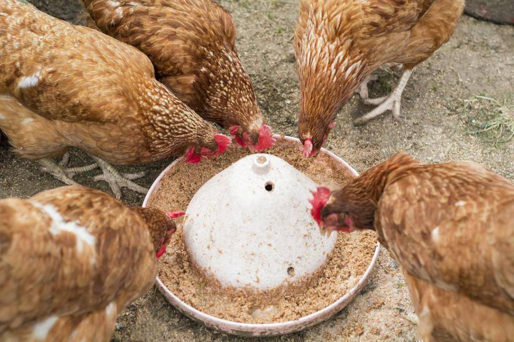 Почему у кур несушек мелкие яйца и как исправить