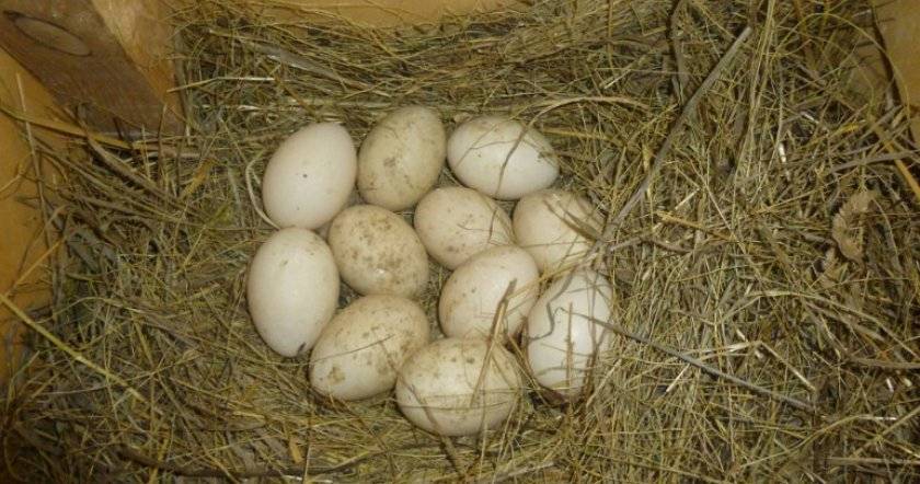 Как долго утки-наседки высиживают яйца?