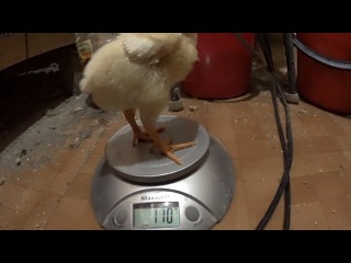 Как взвесить цыпленка и взрослую курицу в домашних условиях?