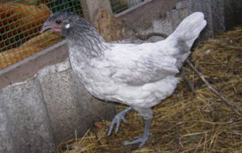 Андалузская голубая порода кур