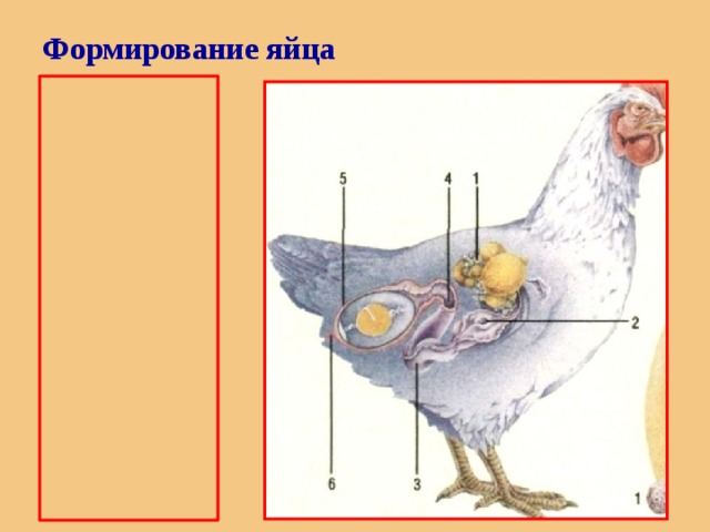 Как у курицы формируется яйцо и сколько времени оно зреет? Строение и этапы образования желтка, белка и скорлупы