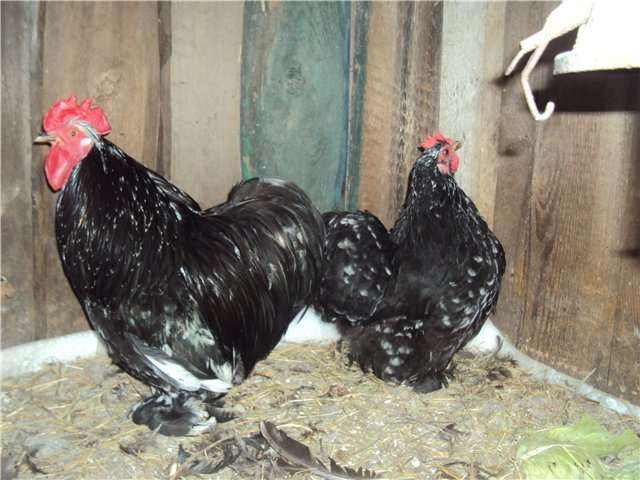 Кохинхин - мясная порода кур. Описание, характеристики, выращивание и правила ухода, яйценоскость