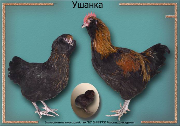 Украинская ушанка порода кур – описание, фото и видео