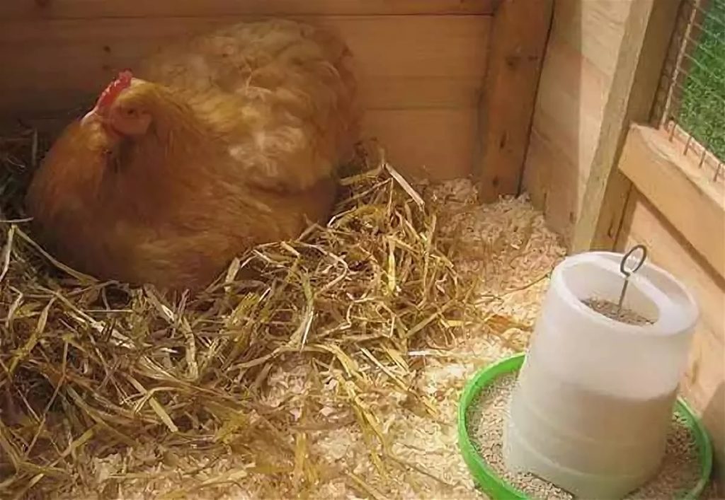 Как определить, курица села высиживать цыплят или заболела?