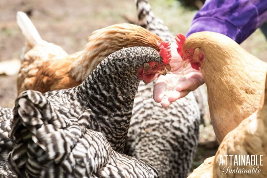 Почему куры клюют яйца и что с этим делать? Причины, правильное питание и условия содержания