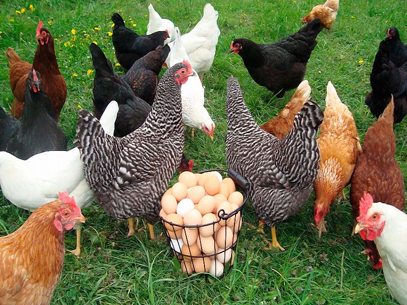 Лучшие яичные породы кур для домашнего разведения