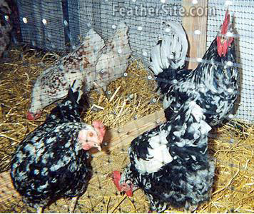 Пита Пинта Астуриана - мясо-яичная порода кур. Описание, содержание, выращивание, кормление и инкубация