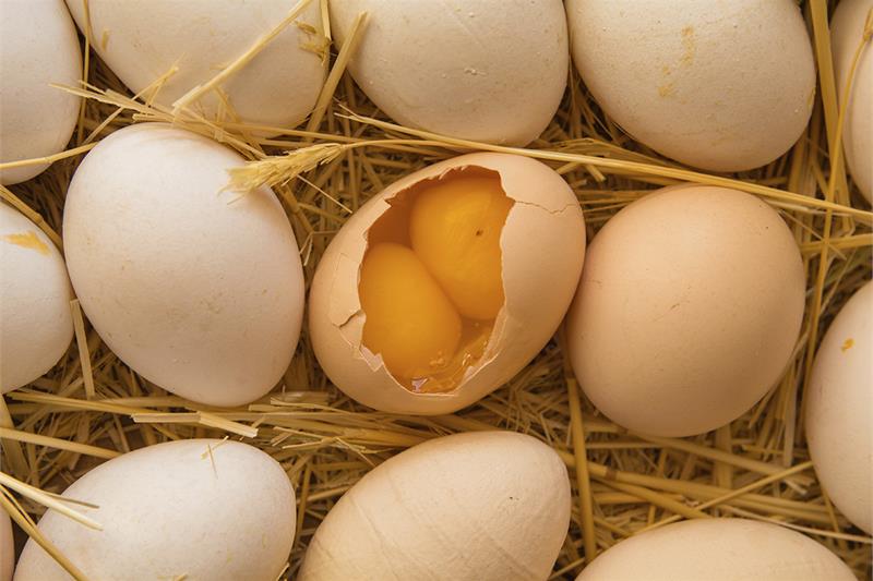 Почему куры несут яйца с мягкой скорлупой